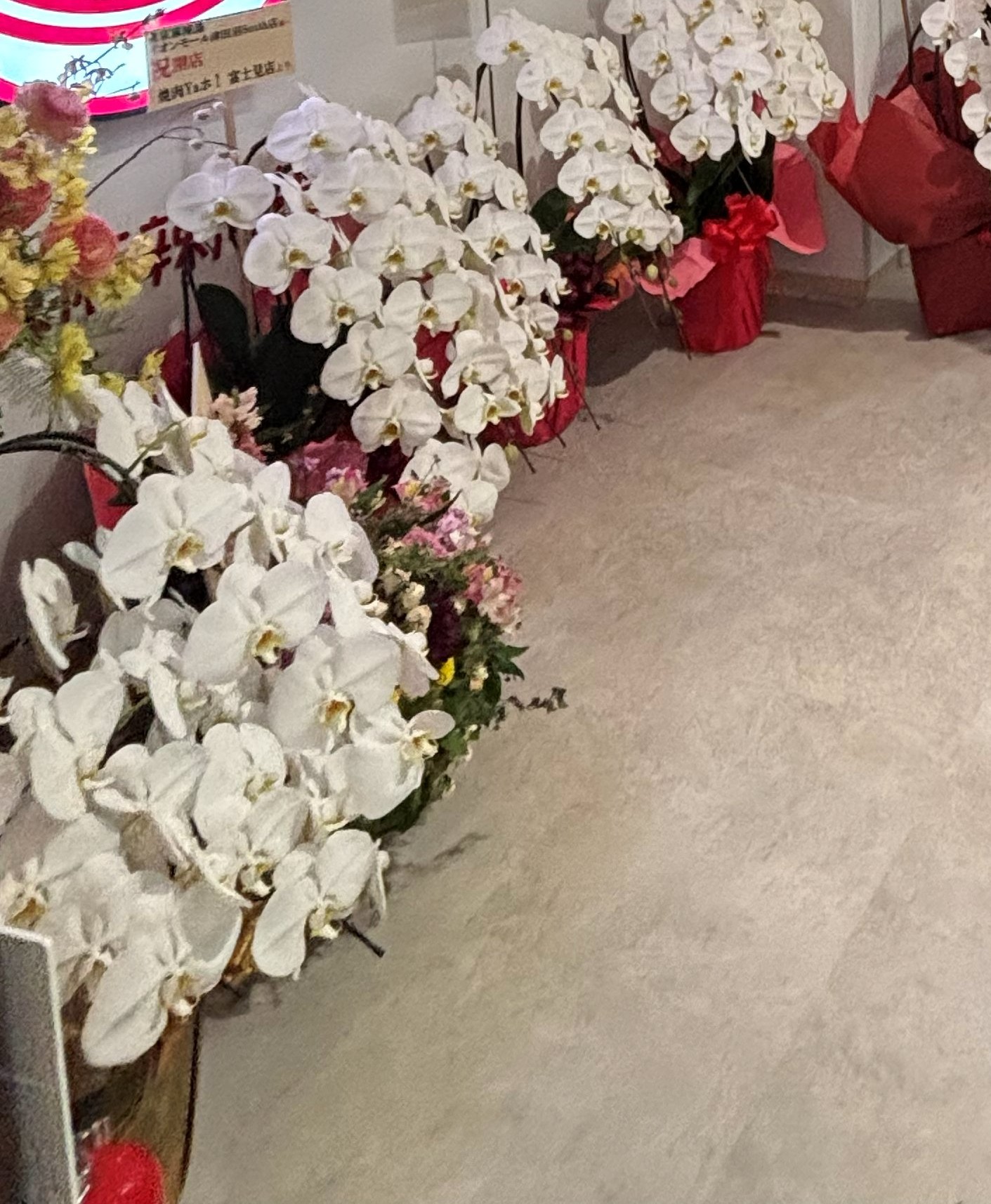 東京麻辣湯 津田沼South店のオープン祝いの胡蝶蘭